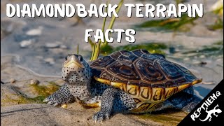 Diamondback Terrapin Facts and Information [upl. by Vas]