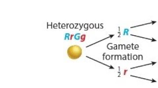 The forkedline method for determining gamete genotype frequency [upl. by Ahsai]