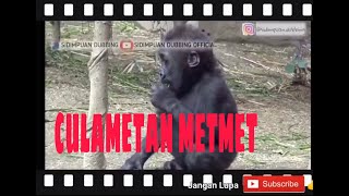 SIDIMPUAN DUBBING 2020 CULAMETAN METMET [upl. by Reidid]