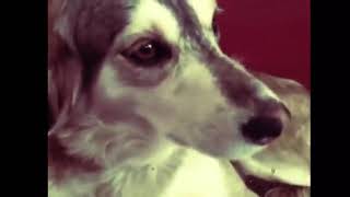 autotune dog meme [upl. by Matusow]