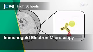 Immunogold Electron Microscopy  Cell Bio  Video Textbooks  Preview [upl. by Dorice]