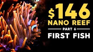 146 Nano Reef FIRST FISH Part 6 [upl. by Lenora220]