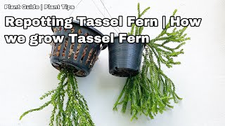 Tips on growing Tassel Fern  Ep 30 [upl. by Dnomhcir141]