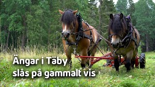 Ängarna i Täby slås av hästar på gammalt vis [upl. by Noyerb]