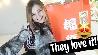 JAPANESE LUCKY BAG FOR CATS [upl. by Nylarat]