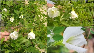 Butterfly Pea Flower  White Aparajita Flower  Clitoria Ternatea [upl. by Pas]