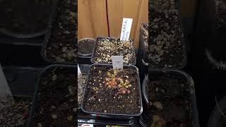 Drosera Plants Have Been Moved Indoors [upl. by Auqkinahs]