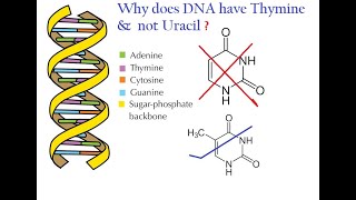 Why DNA has Thymine and not Uracil [upl. by Attiuqihc816]