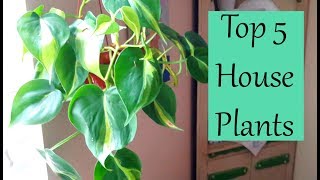 Top 5 house plants Easy House Plants [upl. by Alat]