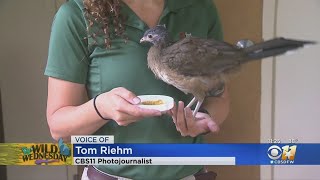 Wild Wednesday Chachalaca Bird [upl. by Virgin775]