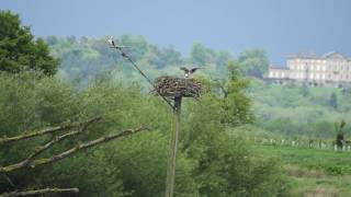 Ospreys on nest at Rutland Water Nature Reserve on 20th May 2017 [upl. by Etteyafal]