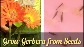 How to grow Gerbera from harvested seeds  Full update from harvest to germination [upl. by Narcis916]