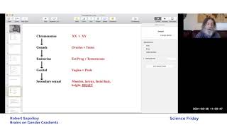 Robert Sapolsky Brain Gender [upl. by Ahsenhoj]