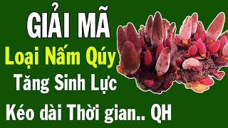 Nấm ngọc cẩu Có thật là “thần dược” cho phái mạnh giải mã bí mật nấm ngọc cẩu [upl. by Nesila]