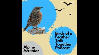 56 Alpine Accentor  Lets talk about bird sex high in the mountains [upl. by Bael]