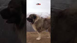 Big and strong parents of SIBIRIJA JOZO DOG dog dogs animals pets doglover jozodogs [upl. by Lennard]