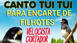 canto tui tui para encarte de filhotes [upl. by Assirac176]