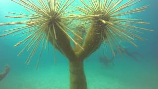 Museo Atlantico  Lanzarote [upl. by Tati852]