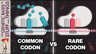 How codon usage sets the pace in the race to translate [upl. by Waxman671]