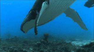 Humpback Whales  BBC documentary excerpt [upl. by Halford]