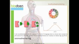 Biodoen  koolhydraat vertering 2 van 3 [upl. by Akinwahs535]