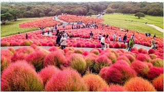 Cỏ Đổi Màu  Kochia scoparia [upl. by Ruffo863]