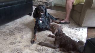 Chesapeake Bay Retriever Puppy Willow [upl. by Juli]