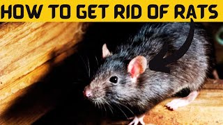 How to Get Rid Of Rats At Home Naturally By 3 Easy Ways [upl. by Edith]