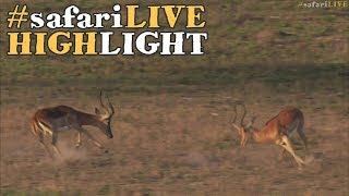 Impala rams show us their dressage skills [upl. by Voltz]