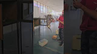 Преместване на Bitis gabonica в транспортна кутия snake reptiles bigsnake animals bulgaria [upl. by Atsuj596]