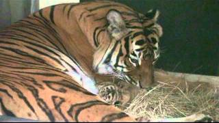 Malayan Tiger Cubs Born at the Palm Beach Zoo  May 2011 [upl. by Beaulieu]