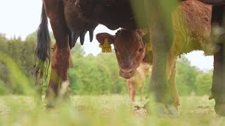 Tristans BioFarm  Von Coburger Füchsen und MiniRindern [upl. by Lyndy]