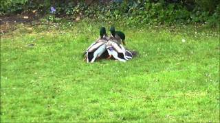 Mallard Ducks fighting to mate with female [upl. by Arded]