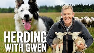 14 Month Old Border Collie Sheepdog Demonstration amp Commands  Adam Henson [upl. by Bortman]