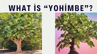 What is Yohimbe  Yohimbe A Full Look at Its Uses Advantages and Restrictions [upl. by Kathlene840]