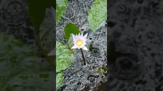 Pune nursery garden development work pune nursery ytshorts garden lily [upl. by Fons]