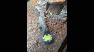 Savannah Monitor Tries Eggs for the First Time [upl. by Ball]