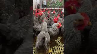 How to take care of Chinese WenshangLuahua chicken breed after 2 months to reach 45kg chicken [upl. by Annie]