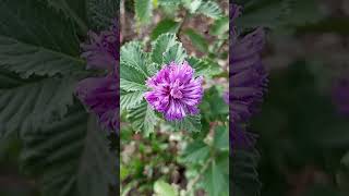 Brazilian Button Flower Centratherum punctatum [upl. by Chrotoem238]