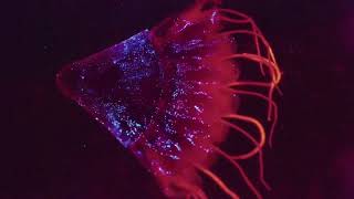 Mariana Trench The Life Challenges at the Deepest Sea Floor natueswildtv documentary [upl. by Gabrila654]