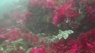 Galapagos Bullhead Shark [upl. by Sagerman]