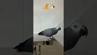 A Quick Practice Fish Goat for Talkative Parrot Rocky 🦜🥰 africangrey pets birds parrot [upl. by Neoma]