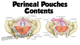 Superficial Vs Deep Perineal Pouch Contents [upl. by Cobbie]