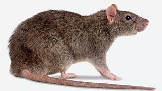 Mouse Rat Mice Ultra Sounic Repellent Sound  Kill Rats using mobile  Sóng âm 2000hz  HIGH PITCH [upl. by Jocelin]