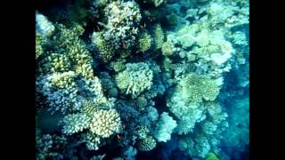 Red Sea  Dahab  Blue Hole [upl. by Yelloh]