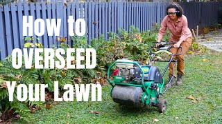 How to Overseed Your Lawn in the Fall  Thrift Diving [upl. by Elyc876]