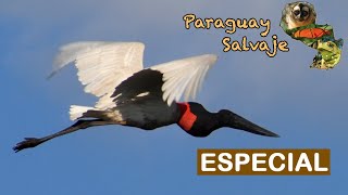 Paraguay Salvaje Esecial Tujuju cuartelero [upl. by Hteb]