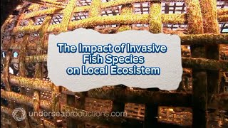 The Impact of Invasive Fish Species on Local Ecosystems [upl. by Fabozzi505]