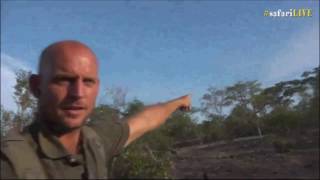 Safari Live  Stefan and the Greater Honeyguide Bird  Amazing  Nov 12 2016 [upl. by Laerol529]