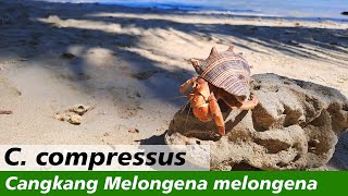 Kelomang Coenobita compressus dengan Cangkang Melongena melongena  Relaxing Video  Crabpedia [upl. by Aikahs364]